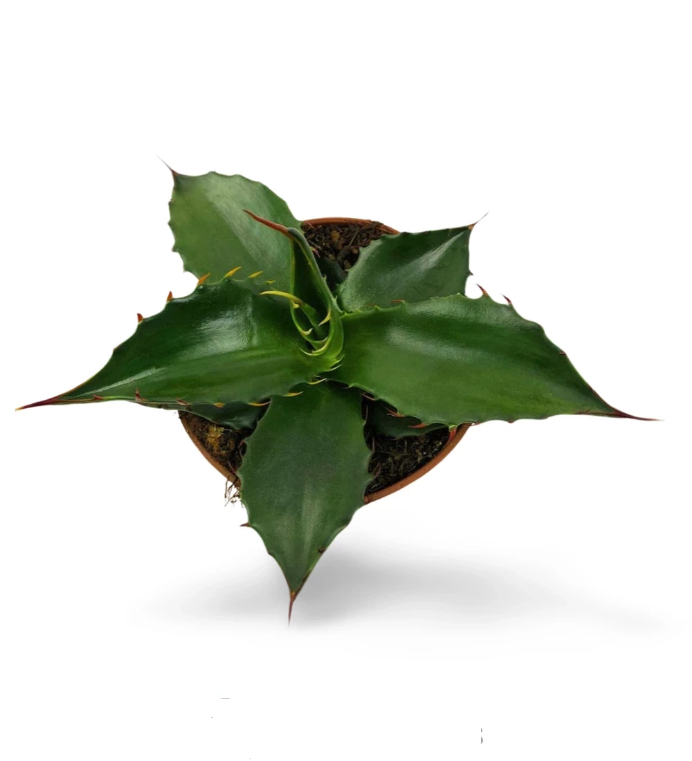 Agave Parryi huachucensis