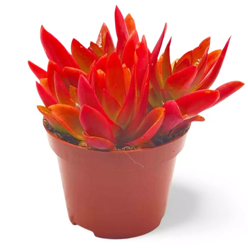 Crassula capitella Crassula de Fuego