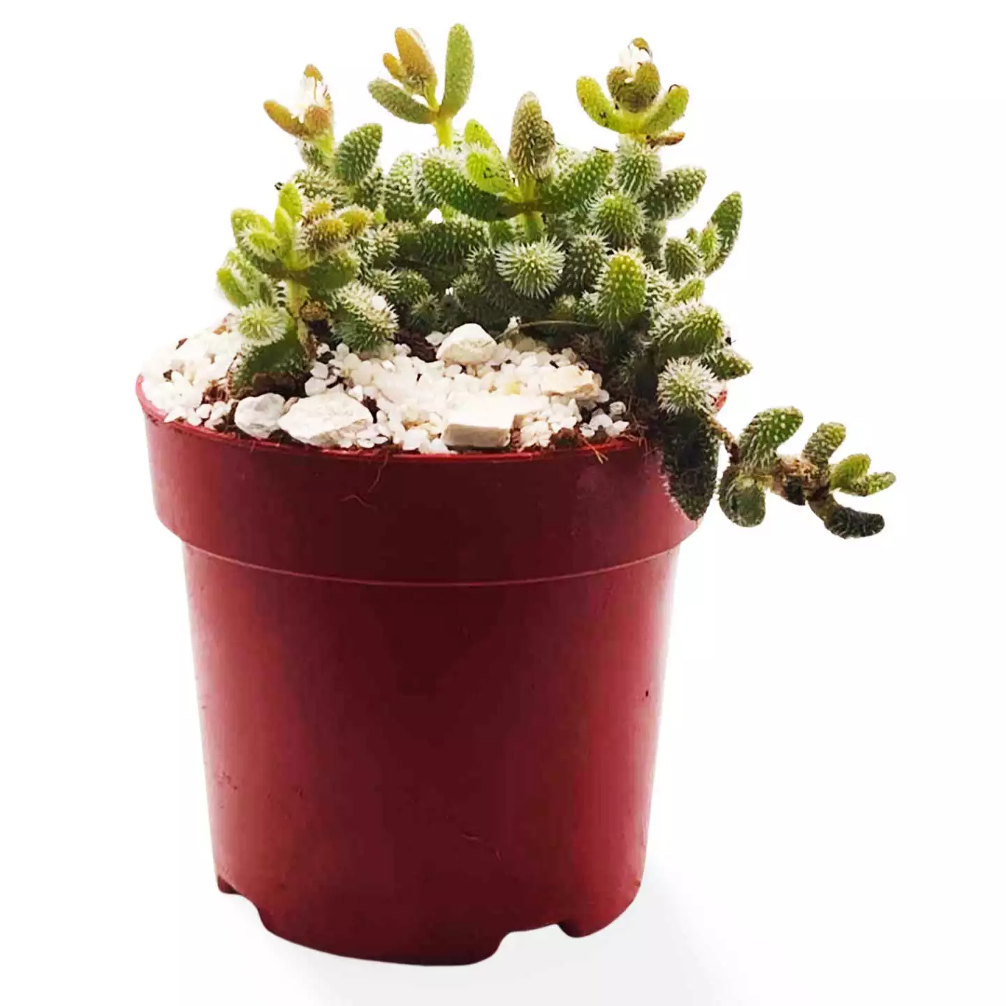 Delosperma Echinatum, plante à cornichons