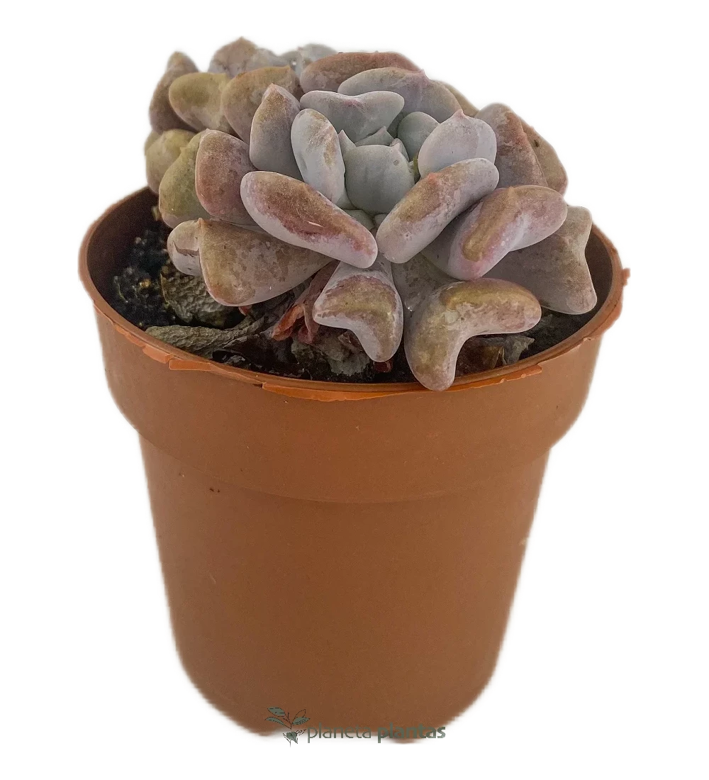 Echeveria Cubic Frost