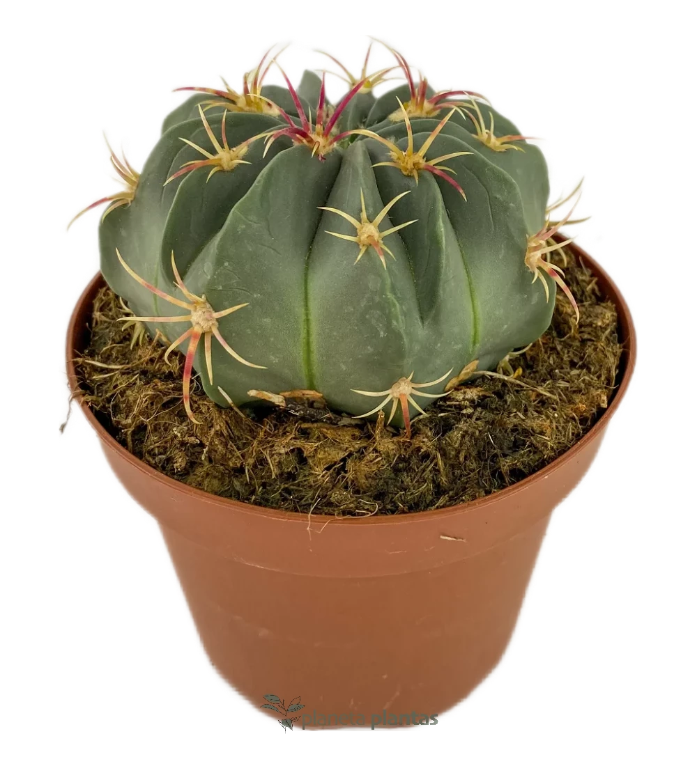 Échinocactus texensis