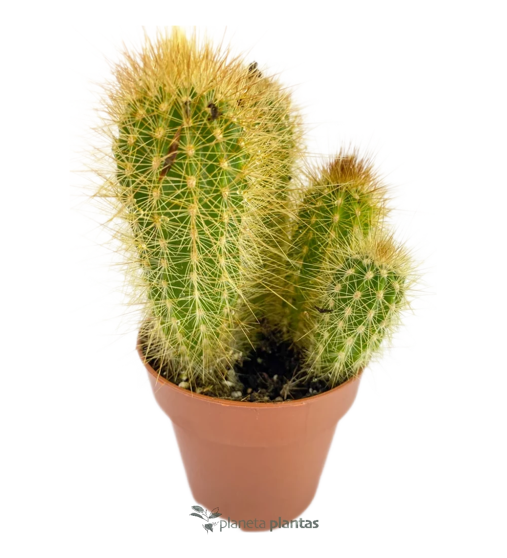 Echinopsis Candicans