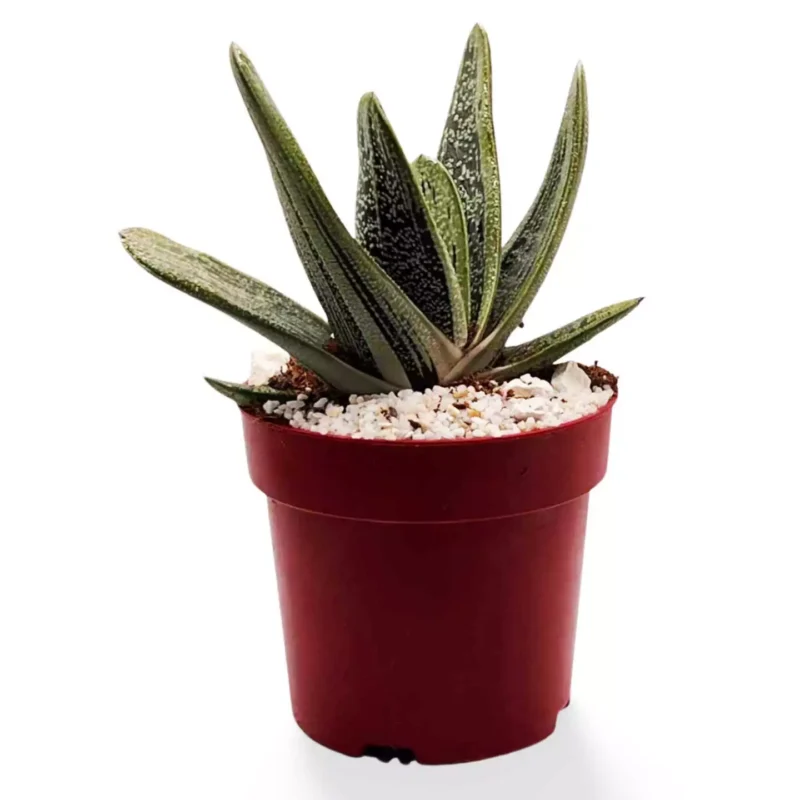 Gasteria 'Little Warty'