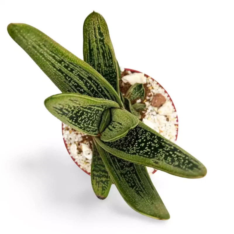 Gasteria 'Little Warty'