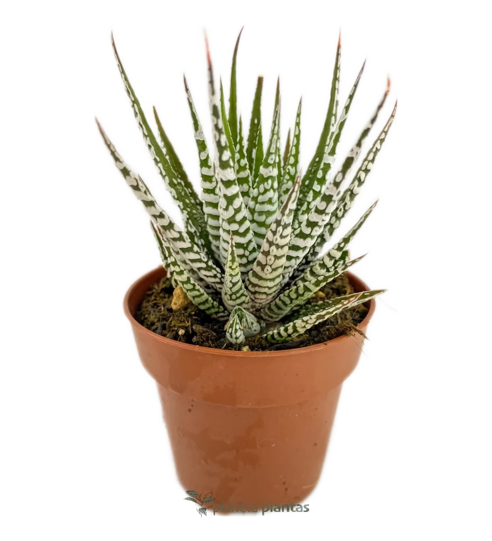 Haworthiopsis Fasciata