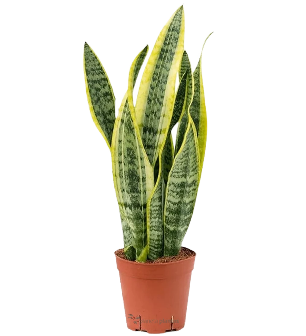 Langue de belle-mère (Sansevieria trifasciata) taille M