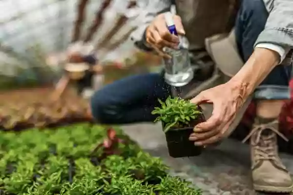 Arroser les succulentes